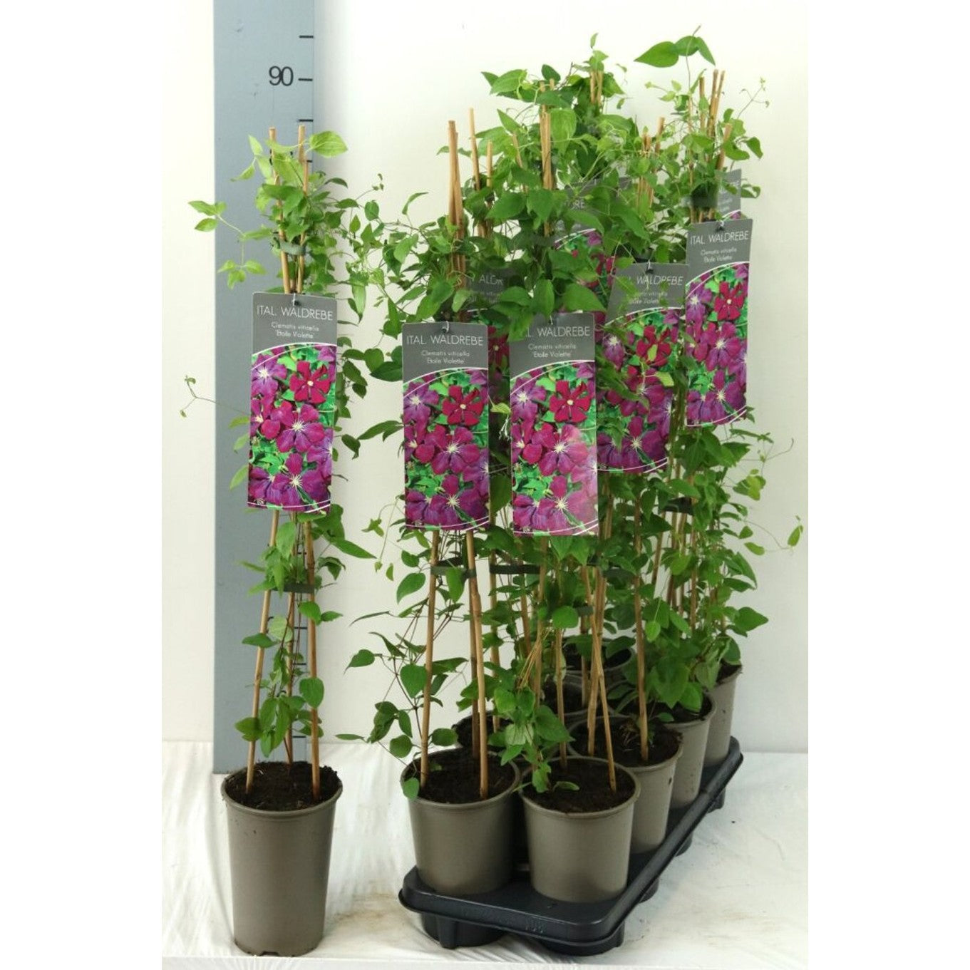 Klematis – Clematis 'Etoile Violette' - C2 60-80 CM Stick